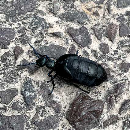 Oil beetle